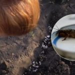 Brez kemikalij in truda: s sredstvom za en cent boste