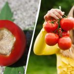 Dovolj je le en postopek: Kako rešiti paradižnik pred gnilobo