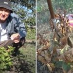 En korak in plevela ni več: Kako se 100-odstotno znebiti