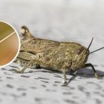 Katere rastline bodo kobilice najprej pojedle: način nadzora in strah