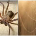 O pajkih ne bo sledu: ena preprosta in poceni sestavina