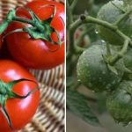 Paradižnik v avgustu ne zardeva: kako mu pomagati dozoreti pred