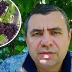 Skrivno sredstvo iz lekarne: kako za drobiž zaščititi grozdje pred