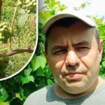 Skrivnost avgusta: vrtnar povedal, kako brez kemikalij narediti grozdne jagode