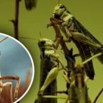 Skrivnost žetve: kako zaradi ene rastline kobilice obidejo polja in