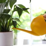 Skrivnosti cvetenja Spathiphyllum: kaj preprečuje, da bi “ženska sreča” sprostila
