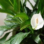 Spathiphyllum bo cvetela neprekinjeno tri leta, če boste ta postopek