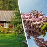 Strokovnjak je poimenoval rastline, ki jih ne smete saditi na