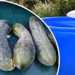 Velika težava v avgustu: zakaj kumare rastejo na kavelj in