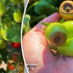 Vrhunska gniloba na paradižniku: vrtnar je razkril preprosto metodo za